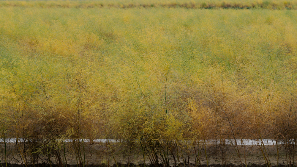 Spargelfeld im Herbst.jpg