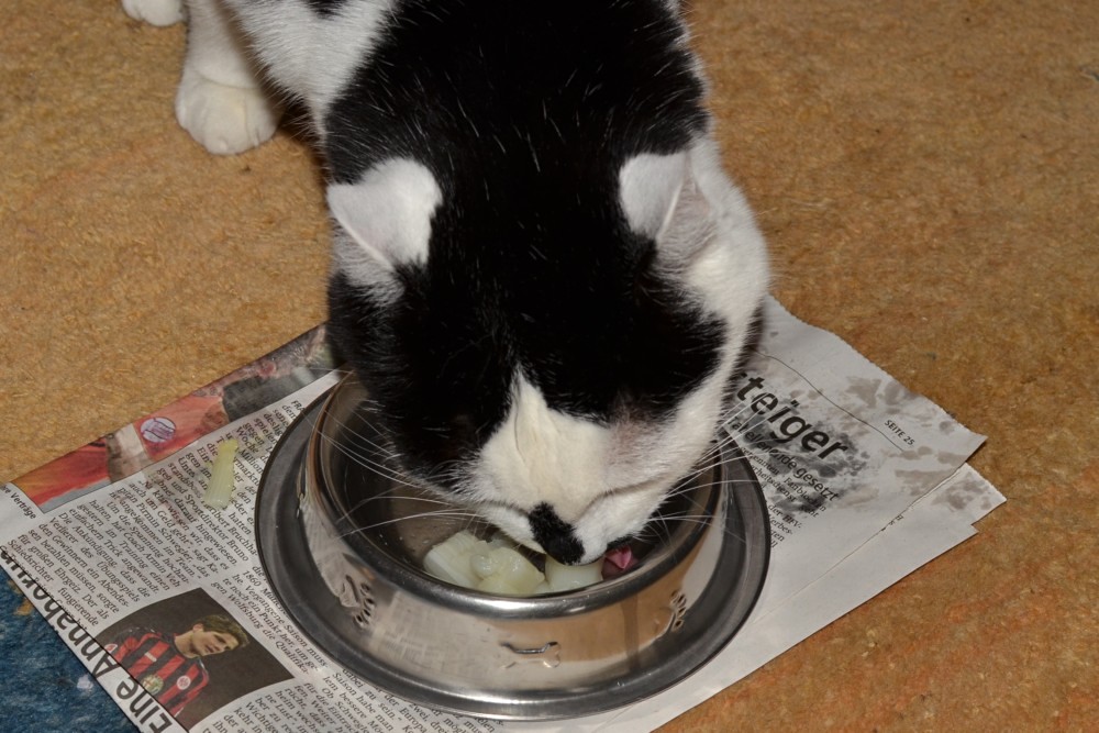 spargelKatze