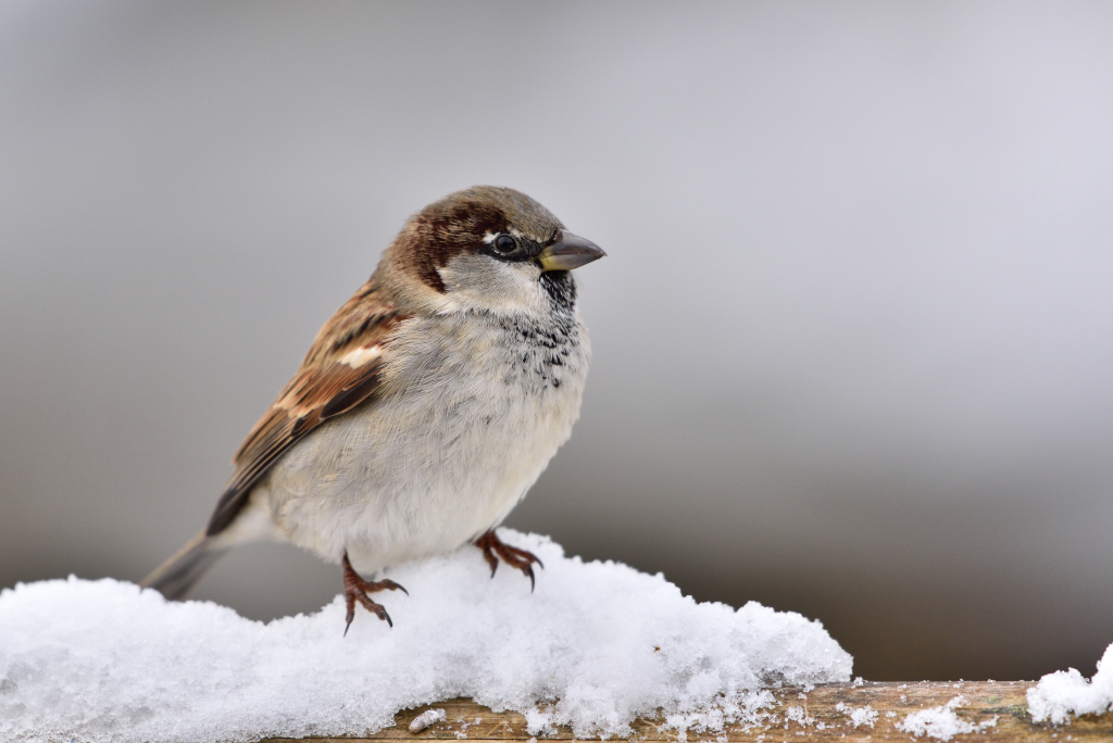 Spatz 012016 2