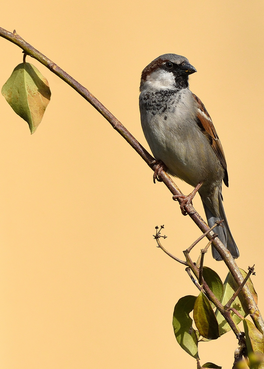 Spatz 02