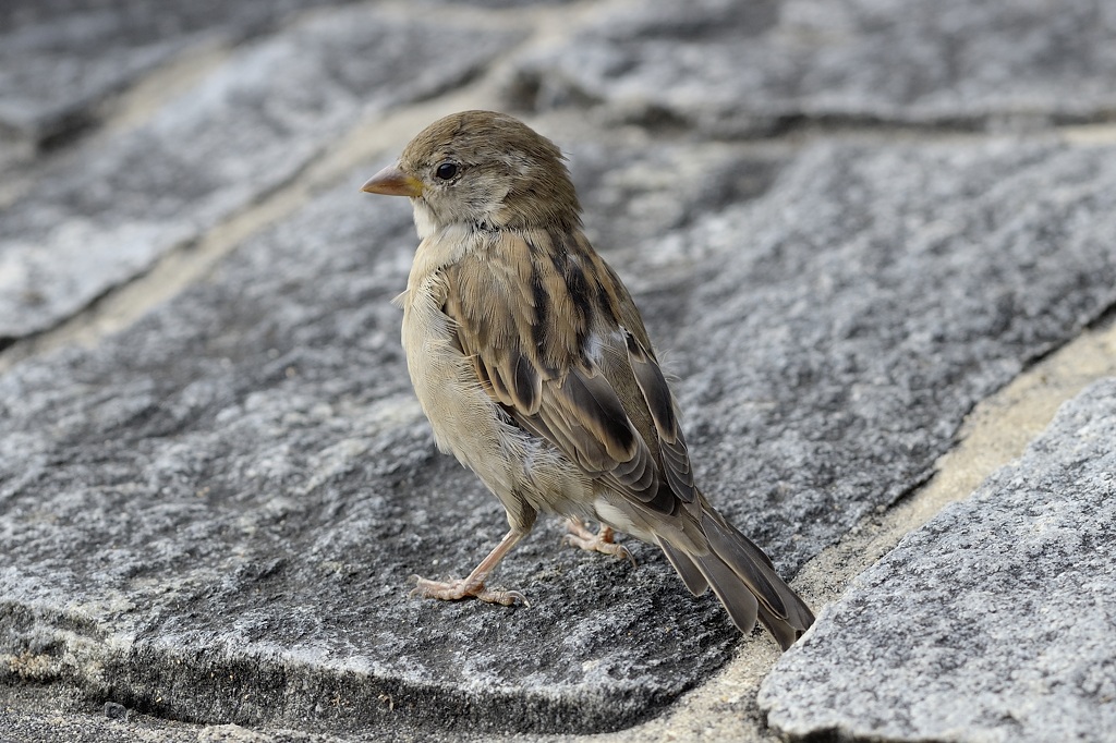 Spatz 1 Locarno 2013