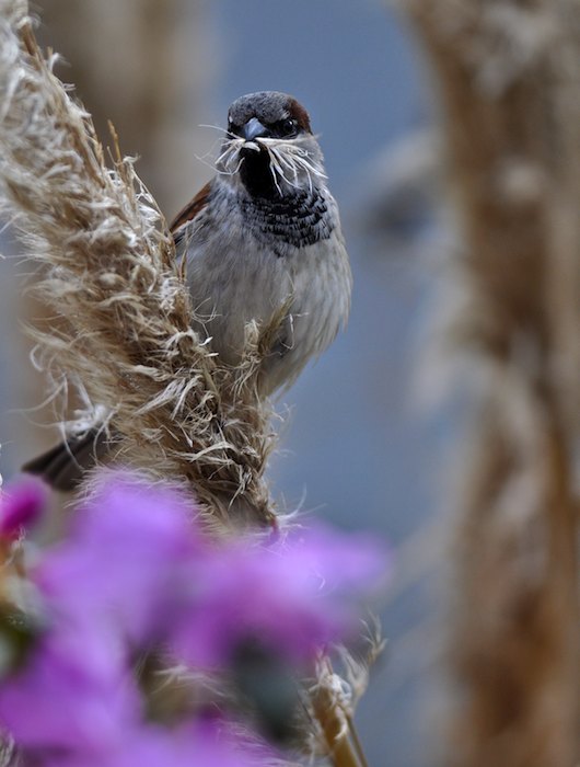 Spatz 2010 www 2