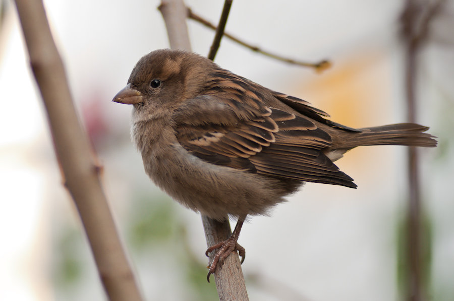 Spatz 5655 2