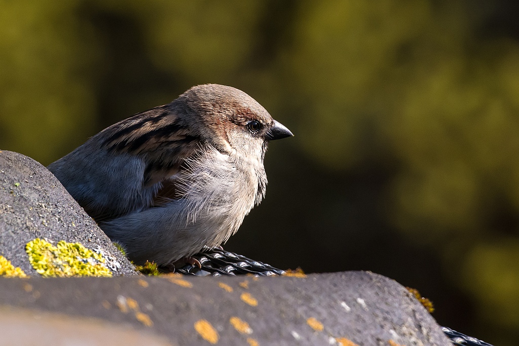 Spatz auf dem Dach Nikon F