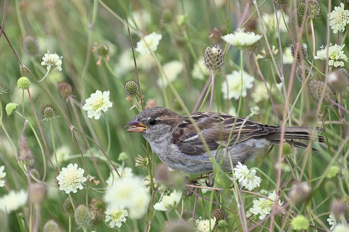 Spatz im Gebüsch.jpg