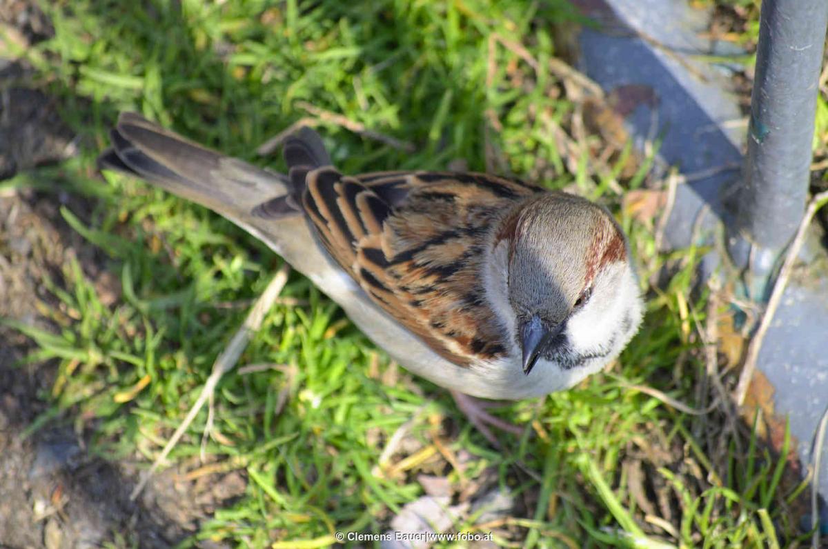 Spatz im Gras. Mehr gibts auf www.fobo.at