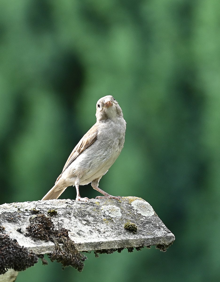 spatz.jpg