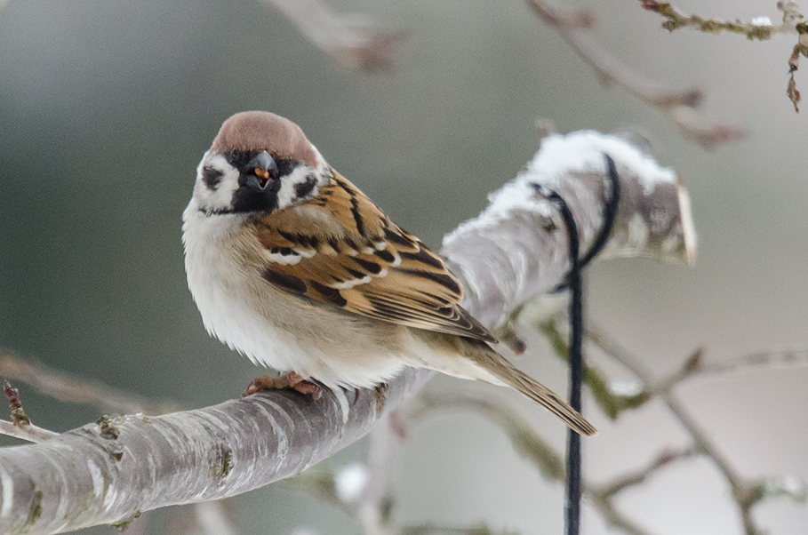 Spatz kl