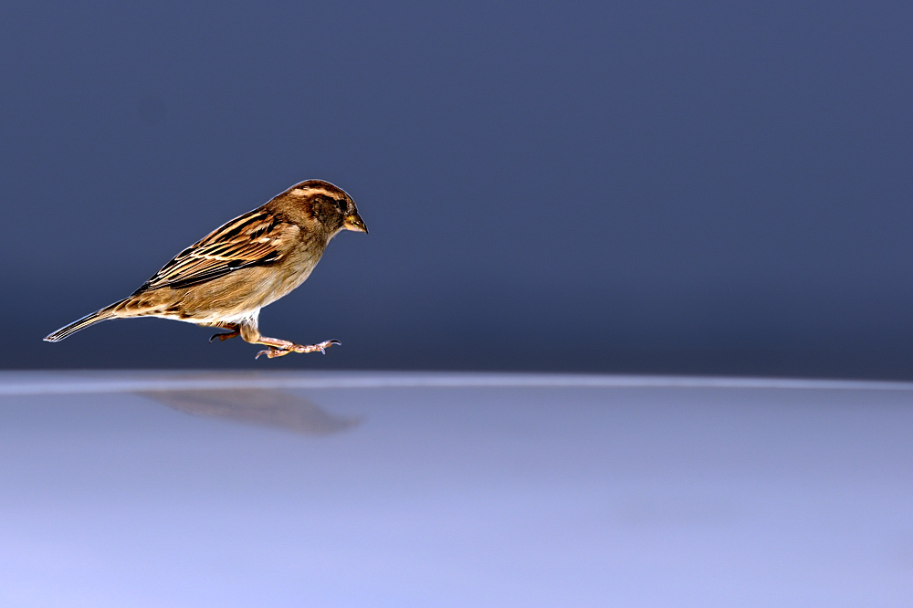 Spatz