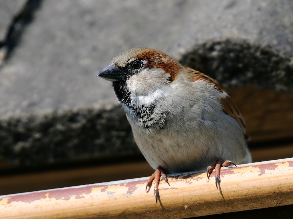 Spatz