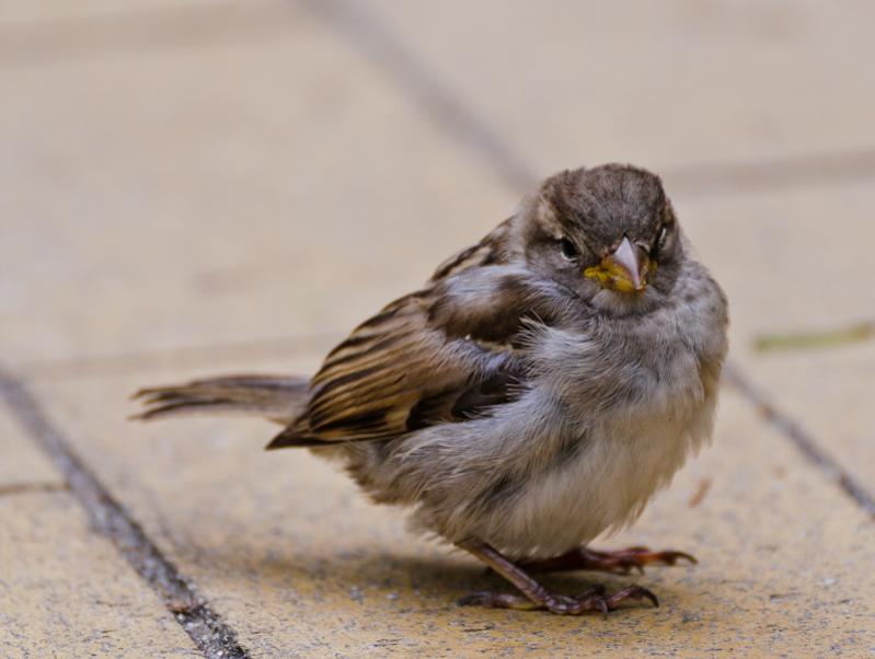 Spatz