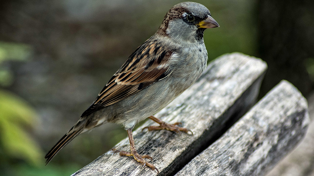 Spatz