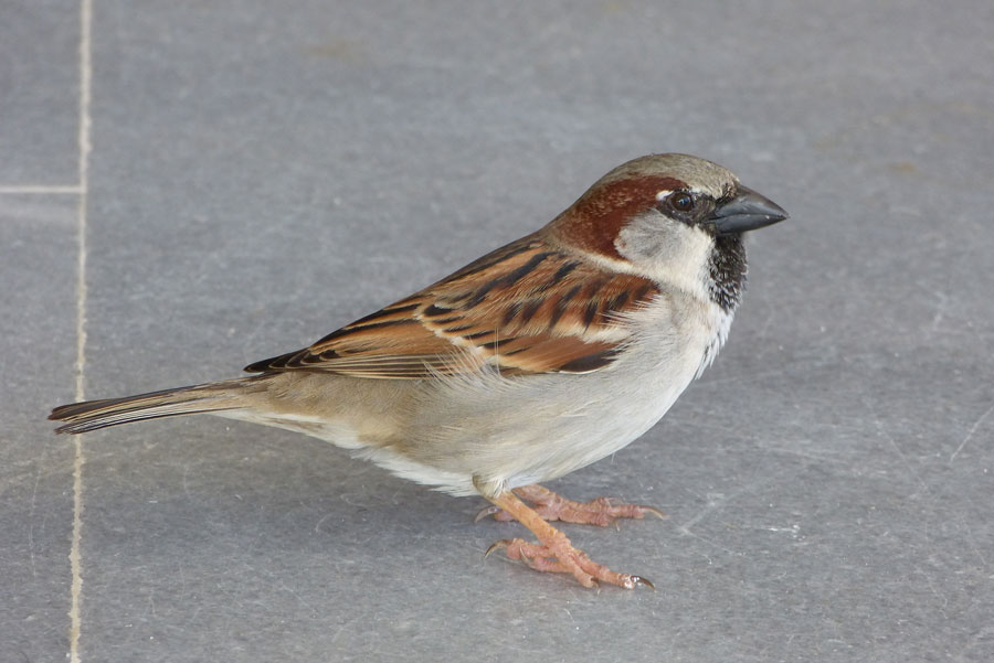 Spatz