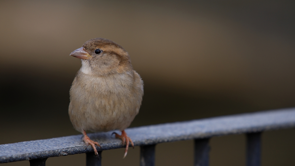 Spatz