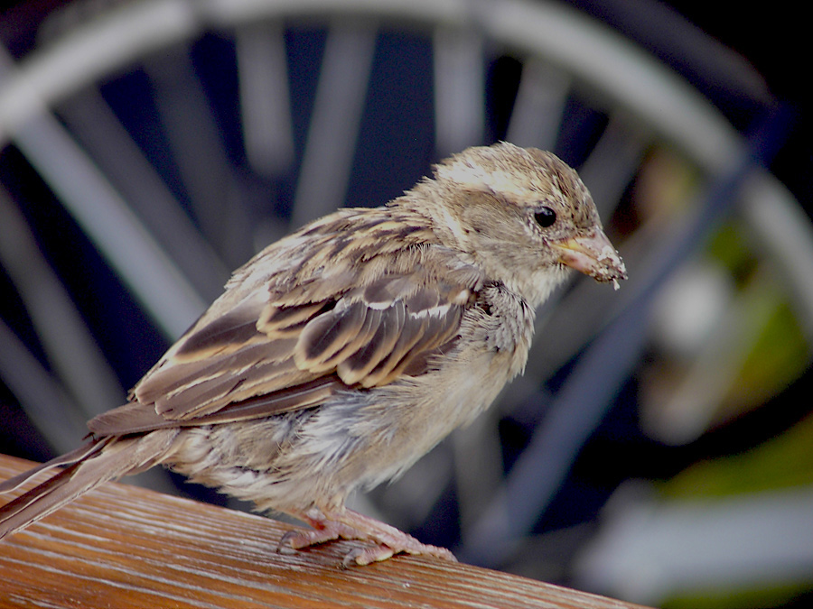 spatz