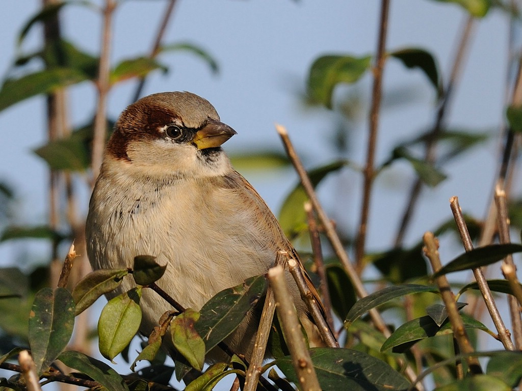 spatz19