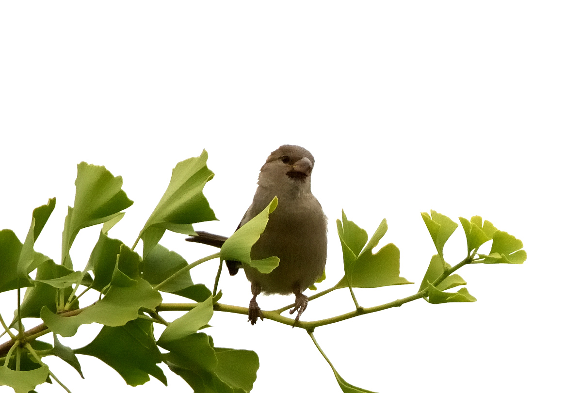 Spatz1_129.JPG