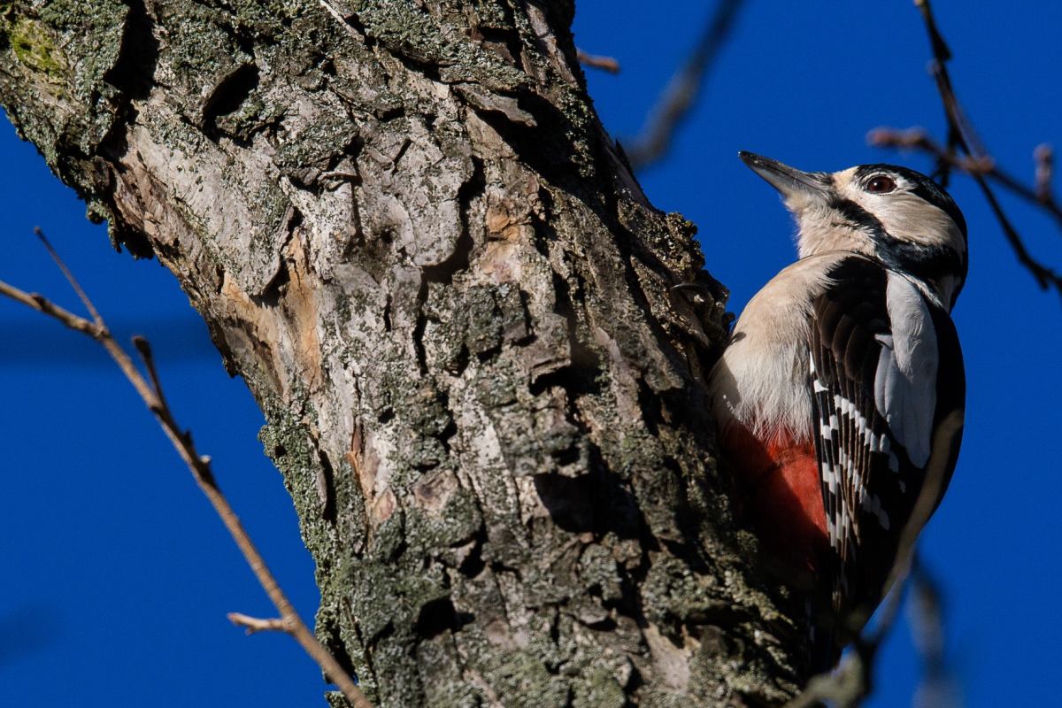 Specht, BS