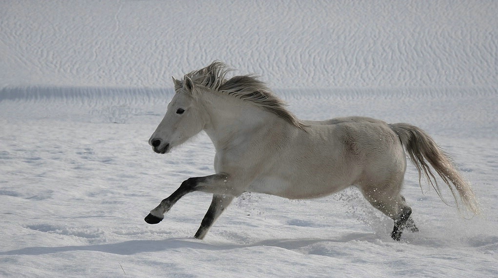 speed6