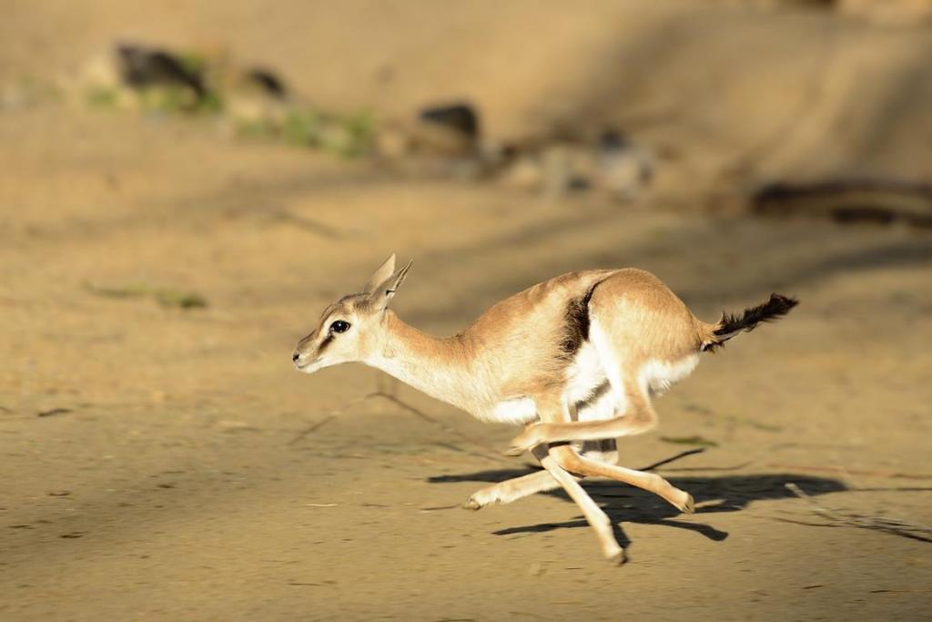 speedy