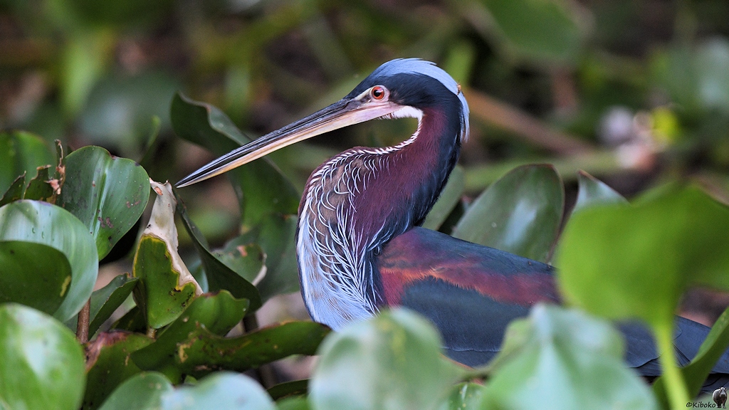 Speerreiher (agami heron)


s832 PantanalHotel AgamiHeron 4090