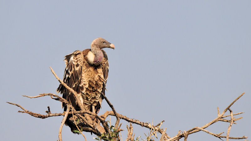 Sperbergeier (Rüppell's Griffon Vulture)
2403