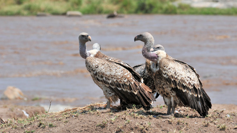 Sperbergeier
Rüppel's Griffon Vulture
am Mara River in der Serengeti
0761
