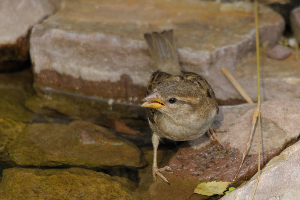 Sperling
am Wasser