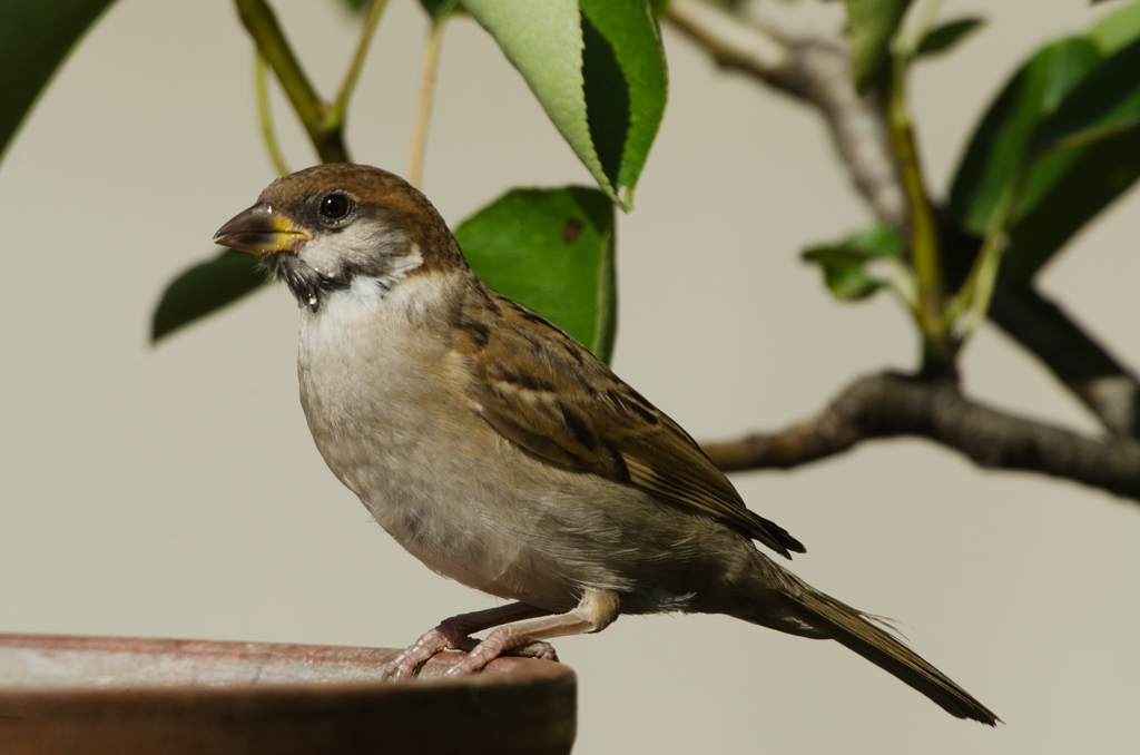 Sperling II

Sigma AF APO 5,6/800mm D EX HSM + Kenko Teleplus pro 300 DGX 1,4x, D7000; 
ISO 400, 1/500", -0,3 EV, Stativ; Effektive Blende: 8