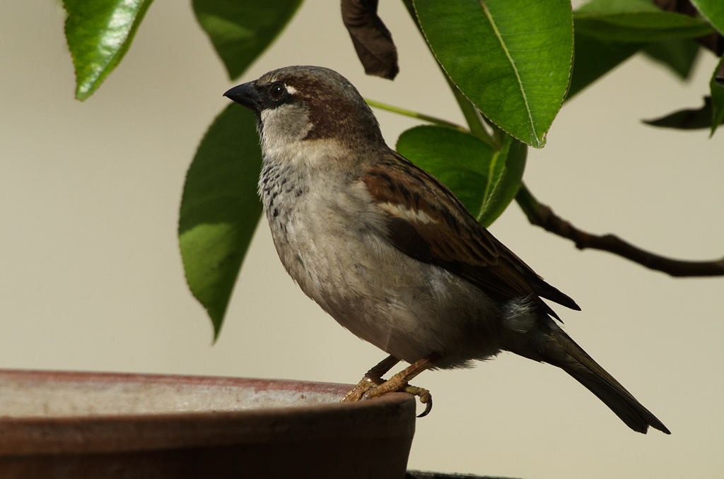 Sperling

Sigma AF APO 5,6/800mm D EX HSM + Kenko Teleplus pro 300 DGX 1,4x, D7000; 
ISO 400, 1/1000", -0,7 EV, Stativ; Effektive Blende: 8

Bildbearb