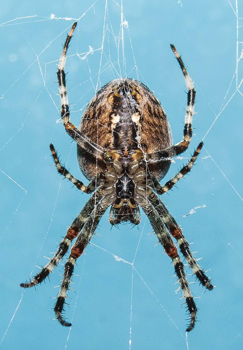 spider nff