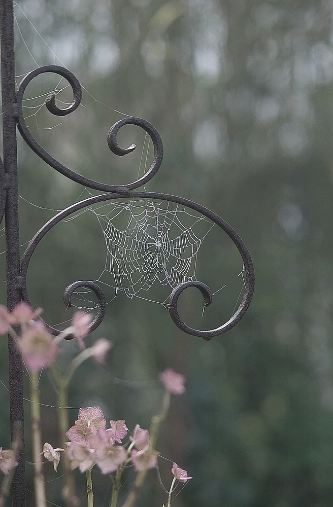 Spider