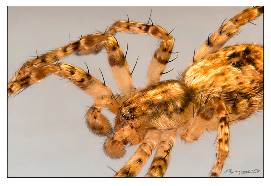 spider