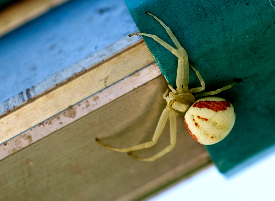 spider