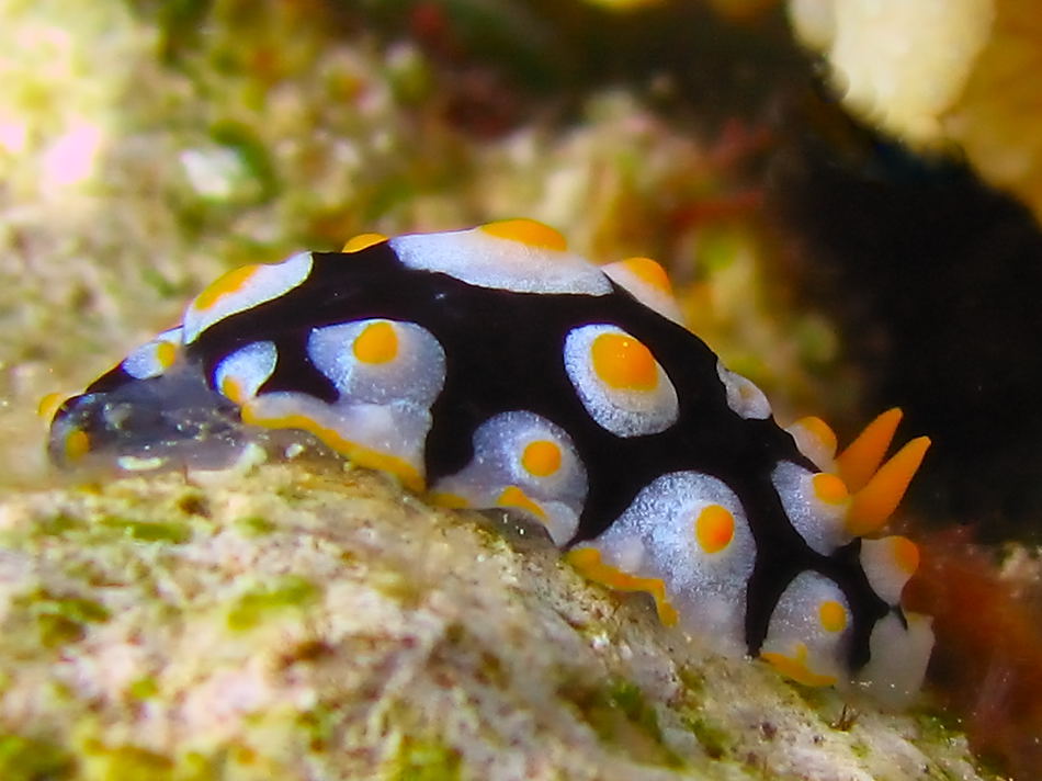 Spiegeleischnecke oder Variable Warzenschnecke a21810413