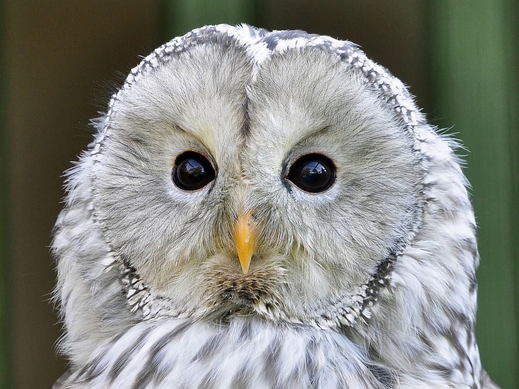 Spiegeleule II