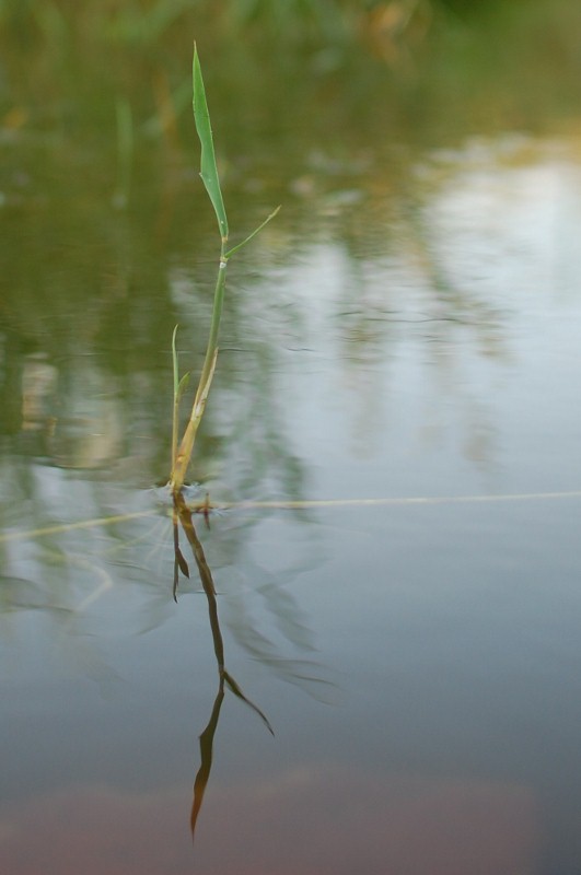 Spiegelung