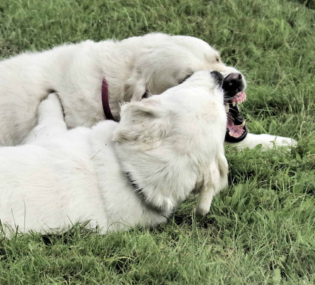 Spielen mit der großen Schwester.jpg