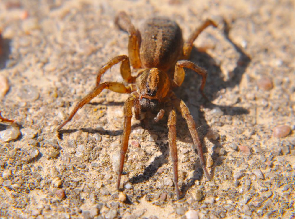 Spinne 01