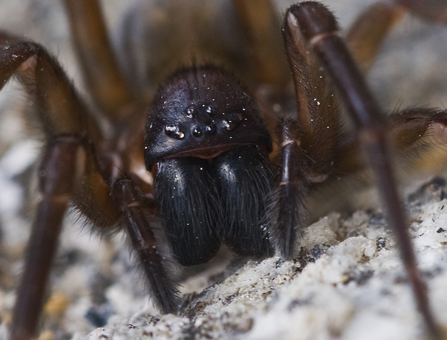 Spinne 04