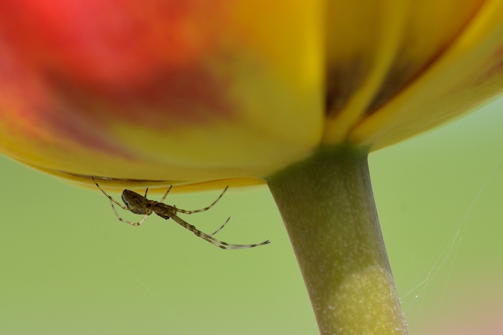 Spinne 1 2014