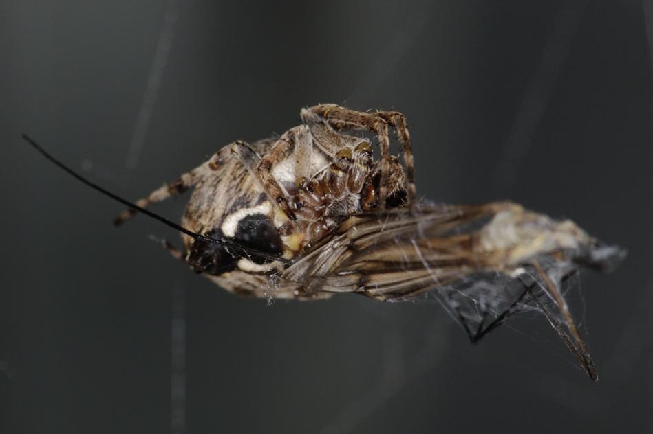 Spinne 1