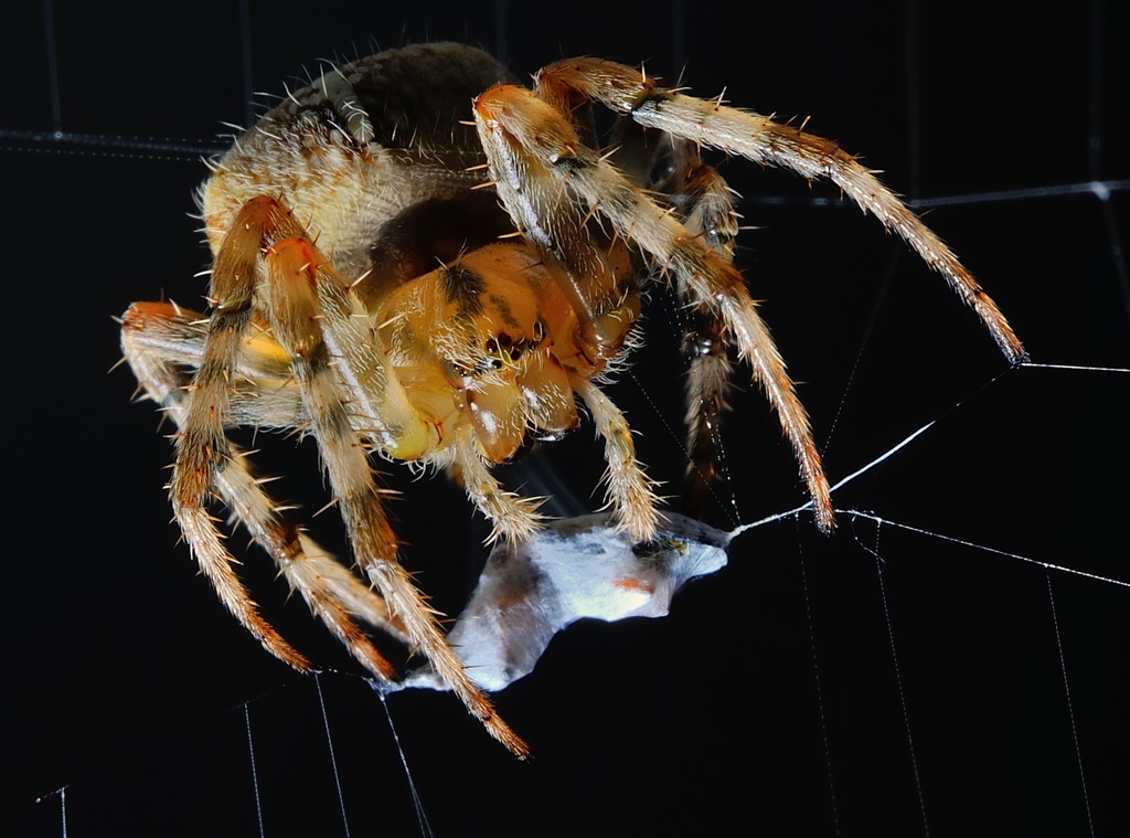 Spinne 1