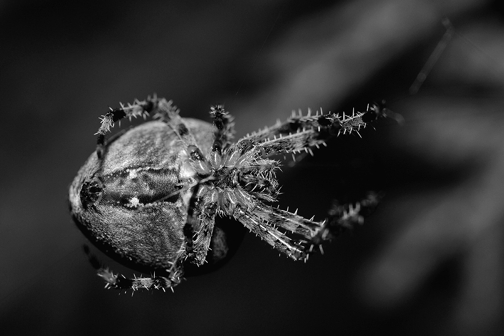 Spinne 1