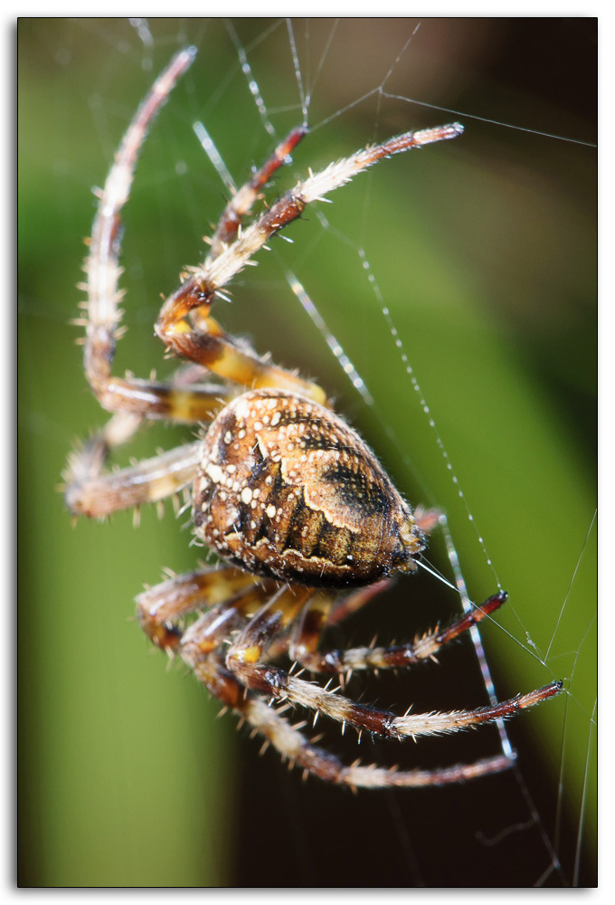 Spinne 1