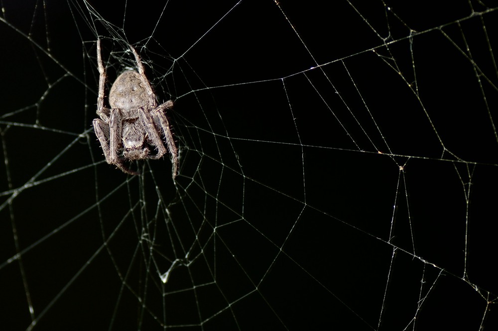 Spinne 2