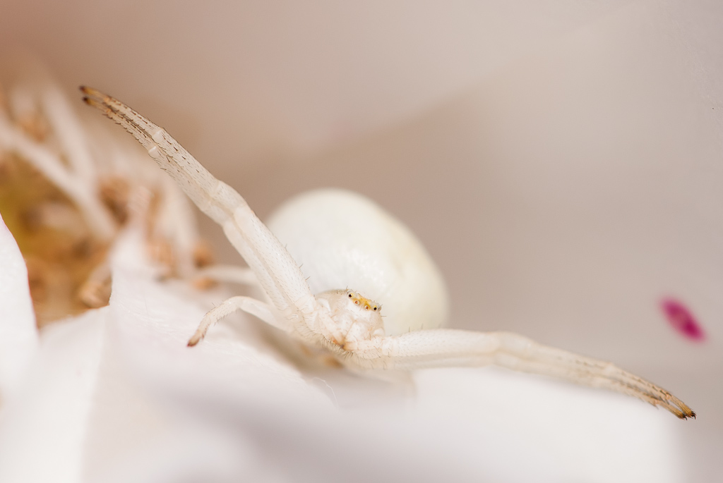 Spinne 2