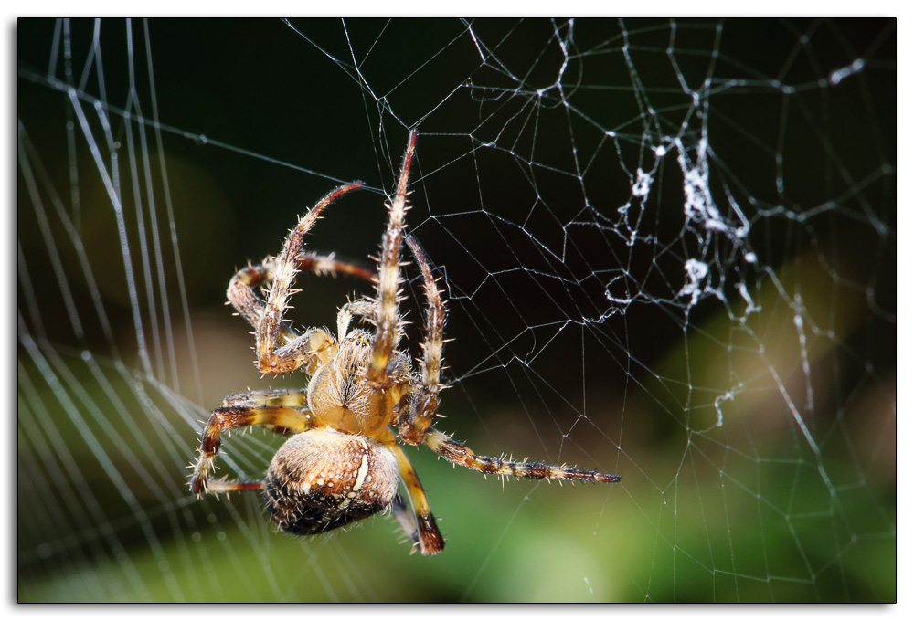 Spinne 2