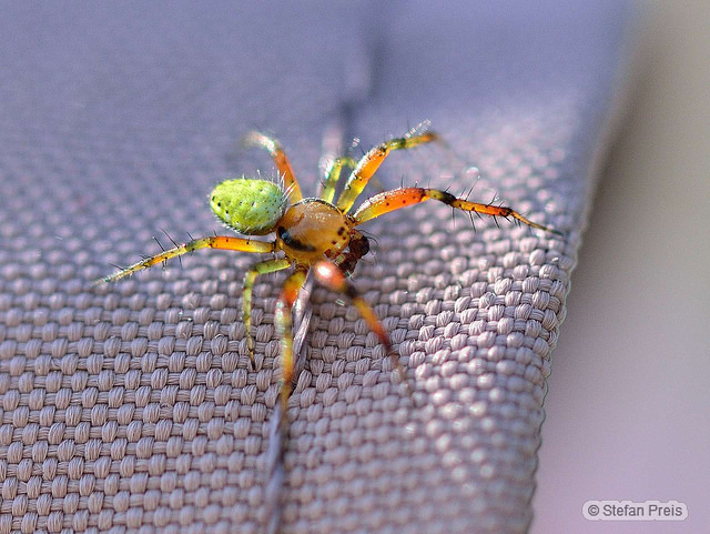 Spinne 2015