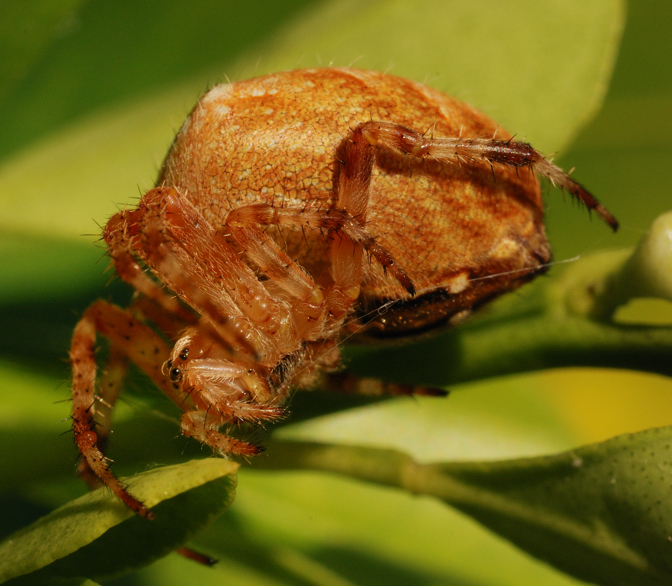 Spinne 2ax